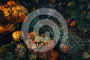 Aerial shot of yellowing trees and bushes in a forest in autumn