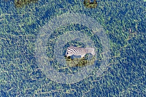 Aerial shot of a Zebra grazing in the Okavango Delta