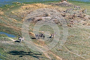 Aerial shot of Zebras grazing in the Okavango Delta