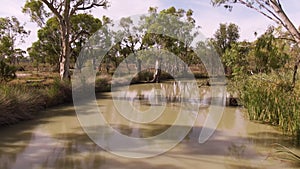 Aerial shots of dead wood trees Murray Darling Basin or river system. Flooding