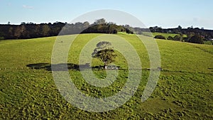 Aerial, single large tree with cows underneath in middle of green grassy paddock