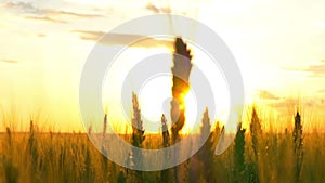 AERIAL SLOW MOTION: A beautiful golden sun shining through the young wheat spikes on a wheat field at sunset.