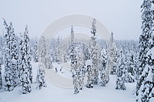 An aerial of snow covered trees during a gloomy winter day in Riisitunturi National Park