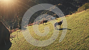 Aerial sun mountain pasture. Horse at sunny hill. Autumn nature landscape. Farm animal. Mount forest