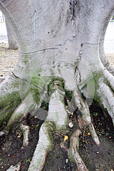 Aerial Surface Roots of Moreton Bay Fig