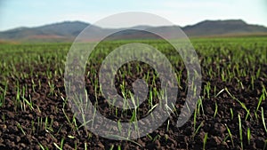 Aerial survey of the field with green shoots. Field of winter wheat from aerial photography. Agriculture. Grain crops. Boundless g