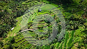 Aerial of the Tegallalang rice terrace in Bali, Indonesia.