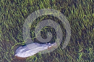 Aerial shot of an hippopotamus submerged in the Okavango Delta photo