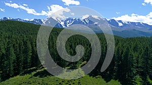 Aerial - Tilt up from cows pasturing on green field to scenic Alpine mountains with some snow left from summer