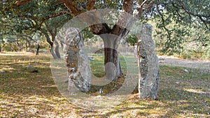 Aerial tomb of the giants in Sardinia Sardegna Italy big megalith stone standing in field archeological monument history