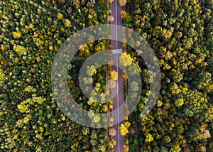 AERIAL, TOP DOWN: an asphalt road crossing the vast forest on a sunny summer day. Boulogne Forest
