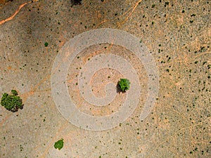 Aerial top down of field in Bom Jardim during summer in Nobres countryside in Mato Grosso