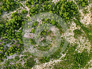 Aerial top down of field in the countryside during summer in Mato Grosso