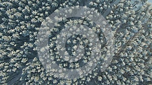 Aerial Top Down Flyover Shot of Winter Spruce and Pine Forest. Rime ice and hoar frost covering trees. Amazing winter