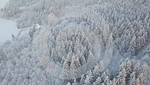 Aerial Top Down Flyover Shot of Winter Spruce and Pine Forest. Trees Covered with Snow, Rising / Setting Sun Touches Tree Tops