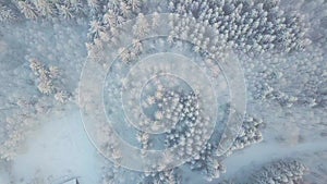 Aerial Top Down Flyover Shot of Winter Spruce and Pine Forest. Trees Covered with Snow, Rising / Setting Sun Touches Tree Tops