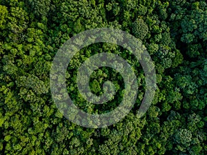 Aerial top down of forest at Chapada dos Guimaraes National Park during summer in Mato Grosso photo