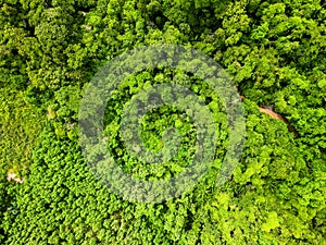 Aerial top down of forest in Parque Mae Bonafacia park in summer in Cuiaba Mato Grosso