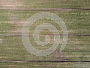 Aerial top down of grassy meadow with geometric pattern in Brandenburg