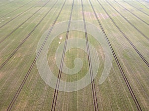 Aerial top down of grassy meadow with geometric pattern in Brandenburg