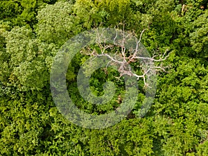 Aerial top down of tropical trees in park in summer in Cuiaba Mato Grosso