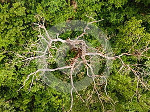 Aerial top down tropical treetop view in park Mae Bonifacia in summer in Cuiaba Mato Grosso