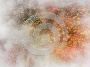 Aerial top-down view of autumn colored forest, fog, magic atmosphere. Beautiful colors
