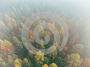 Aerial top-down view of autumn colored forest, fog, magic atmosphere. Beautiful colors