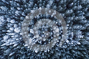 Aerial top down view of boreal forest