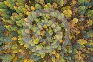 Aerial top down view of colorful yellow and green autumn forest