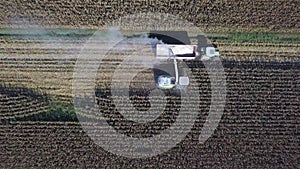 Aerial top down view on the combine working on the large corn field