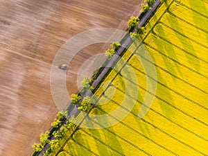 Aerial top down view of country road between yellow canola field and ploughed field
