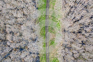 Aerial top down view of dirt road going through wet forest. Leafless trees