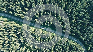 Aerial top down view of a fir tree forest and empty European car road