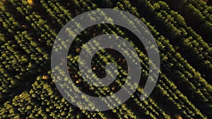 Aerial top down view of forest in the autumn. Drone shot flying over tree tops, Nature background in 4K