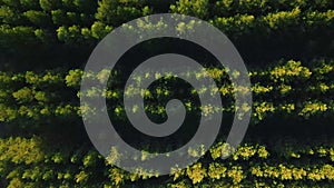 Aerial top down view of forest in the autumn. Drone shot flying over tree tops, Nature background in 4K