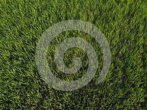 Aerial top down view of fresh green grass in meadow. Corn plants field, daylight, agricultural industry. Natural texture