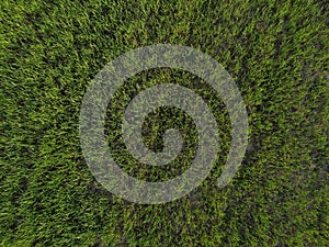 Aerial top down view of fresh green grass in meadow. Corn plants field, daylight, agricultural industry. Natural texture