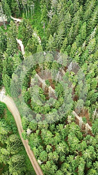 Aerial top down view of green forest