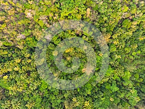 Aerial top down view of lush green rainforest, tropical forest, exotic, woodland, pristine ecosystem, uncontaminated environment
