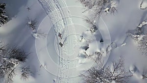 Aerial top down view of people walking in winter forest. Clip. Concept of hiking and active lifestyle.