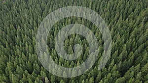 Aerial top down view of pine forest flight. Drone shot flying over European firs forest in summer or autumn. Nature