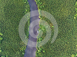 Aerial top-down view of the river and jungle with palms, forest, trees and klotok boat in East Kalimantan Borneo - Kumai, Tanjun