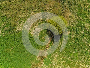 Aerial top down view on a single green tree in field,