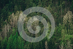 Aerial top down view to forest, trees in Slovakia