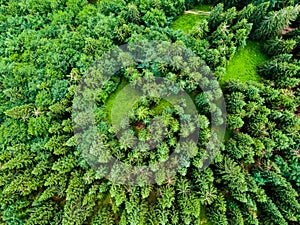 Letecký pohled shora dolů na lesy, stromy a turistické cesty ve slovenském národním parku Malá Fatra. Zářivé barvy, svěží příroda a