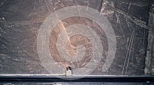 Aerial top down view on `the Tree` one of the Nazca lines