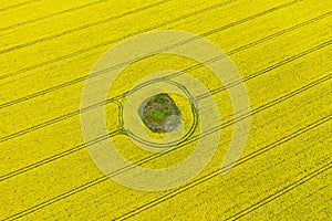 Aerial top down view on yellow field of blooming rapeseed with soil spot in the middle and tractor tracks
