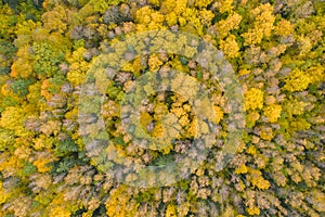 Aerial top down view of yellow golden autumn fall forest