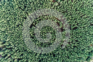 Aerial top drone view of summer green pine trees forest in rural Spain